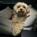 오쉬오트 이미지