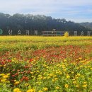 산소카페 청송정원 (청송군 백일홍축제) - 꽃마차 이미지