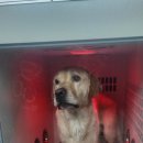 유폴 24시 애견셀프목욕 원주점 이미지