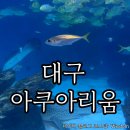 동부로 | 대구 아쿠아리움 상세 후기,대구신세계 아쿠아리움,대구가볼만한곳 할인꿀팁