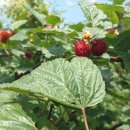 천시원교육농장 이미지