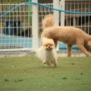 할리우독 이미지