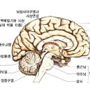 뇌의 작용 - 뇌의 구조와 기능 이미지