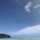 파우파우 이미지