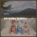 핑코하우스 이미지