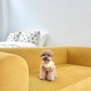 스테이 라라온 이미지