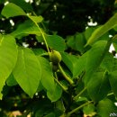 호두나무 이미지