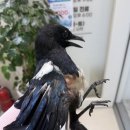 25세 동물병원 네이버블로그