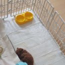 도그마루 강아지 고양이 동탄점 이미지