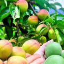 희석농장 이미지