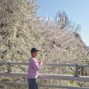 서울동물병원 앞 | 성남 분당 벚꽃 명소 실시간 탄천 피크닉 장소 핫플 주차 서현역 놀거리