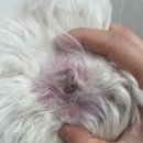 멍냥살롱 이미지