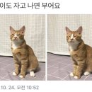 삼미식당 이미지