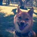 웃는강아지 이미지