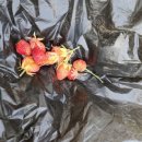 서율농장 이미지