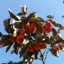 정길농장 이미지