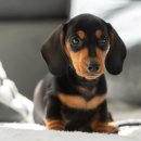 새로이동물병원 이미지