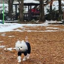 정남농촌체험휴양마을 | 정남펀랜드 애견운동장 대형견, 소형견 반려견놀이터