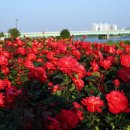 형산강 장미원 이미지