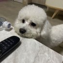 구름동물병원 네이버블로그