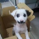 세요 Daum카페