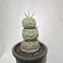 수원-0943 이미지