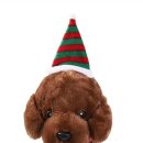 코디애견샵 이미지