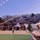 파크힐 | 워커힐 포레스트파크 벚꽃 후기｜아이와 가기 좋은 서울 감성 나들이