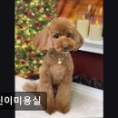 만석로209번길 | (수원, 강아지, 고양이, 애견미용, 추천!) 개린이미용실 애견미용, 개린이미용실의 맞춤 케어