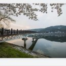 호수와 소나무 이미지