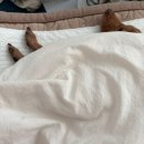 (주)남영전자 | 갈색강쥐의 계절🍂