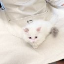 심쿵냥 고양이분양 이미지