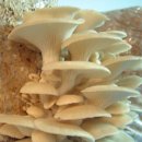 Why Sequence the Oyster Mushroom? 이미지