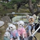 예쁜강아지 | 일본강아지분양후기 예쁜말티즈분양 간 루리소식~♡