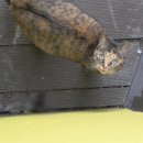 등골농장 이미지