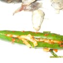 구이오이 이미지