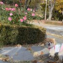 호두데이 이미지