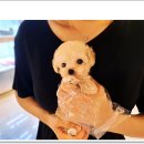 광주강아지분양 애견분양 마마스미독 광주점 이미지