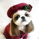 예뿐강아지 이미지