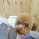 아토 강아지 미용실 이미지