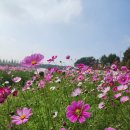 덕양구청 자전거 주차장(쉘터형) | 2025 창릉천 코스모스 축제 일정·위치·주차·체험프로그램 총정리