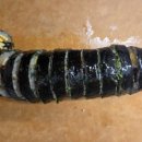 드림플러스한우 | 농라 더드림미트님의 한우불고기로 냉이불고기김밥