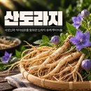 산도라지 효능과 작용 이미지