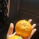 효돈감귤 이미지