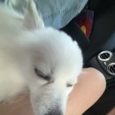 피개행개 이미지