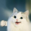 이아니상점