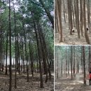 전주 가볼만한곳 건지산 편백나무 숲 이미지