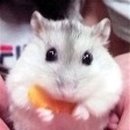 희봉선생 이미지