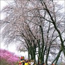 진달래김밥 이미지