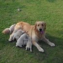 해리애견 이미지